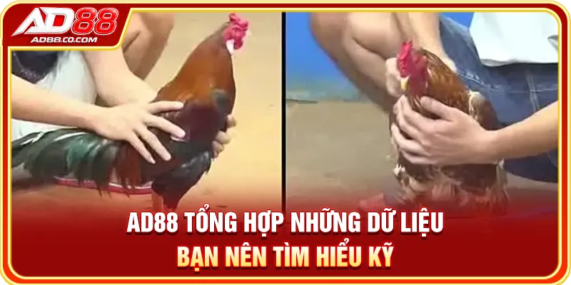 Đá Gà AD88: Trường Đấu, Hình Thức & Dữ Liệu Trận 2 AD88 tổng hợp những dữ liệu bạn nên tìm hiểu kỹ