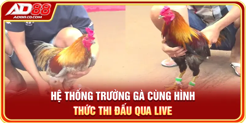 Đá Gà AD88: Trường Đấu, Hình Thức & Dữ Liệu Trận 1 Hệ thống trường gà cùng hình thức thi đấu qua live