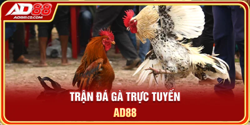 Trận đá gà trực tuyến AD88
